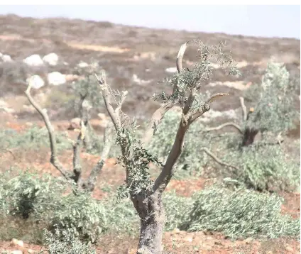 Photo of destroyed olive trees